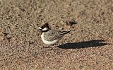 Fischer's Sparrow-Larkborder=